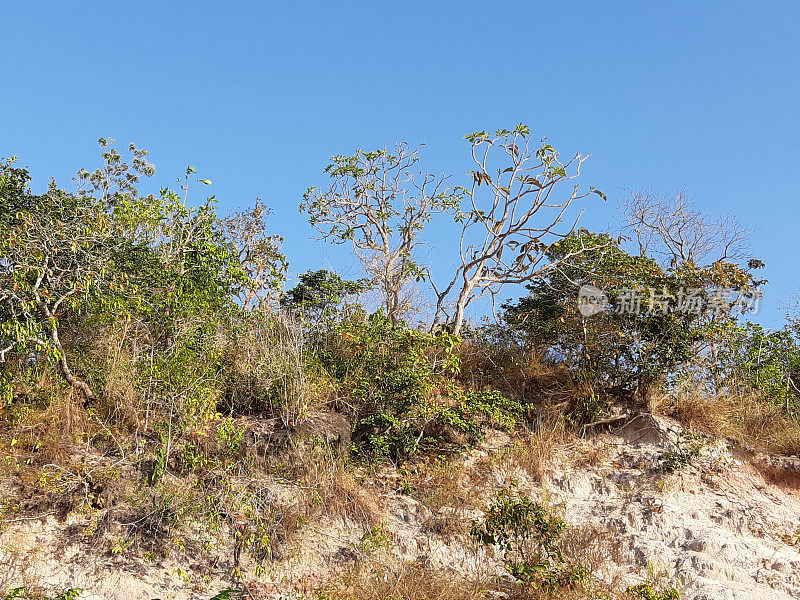 亚马逊地区- Tapajos - Para -巴西